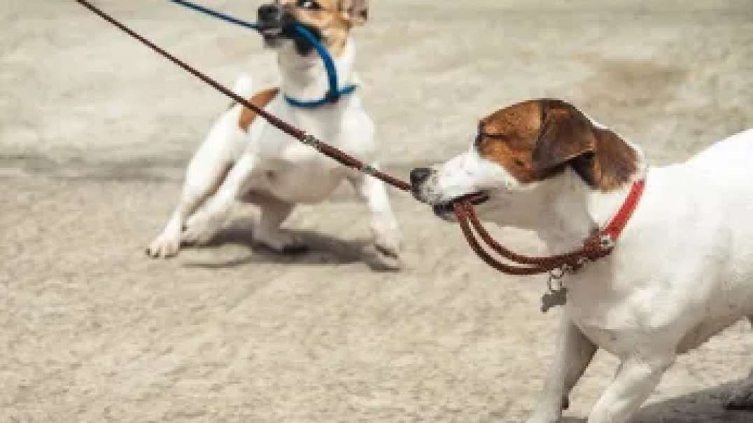 Dog Training in Sacramento | Prestige K9