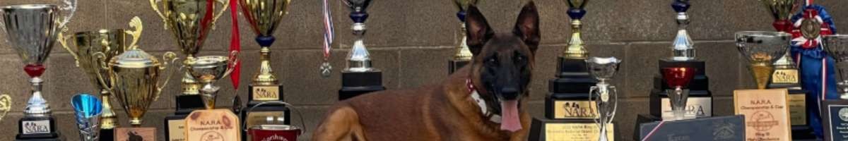 Prestige  Protection Dogs
