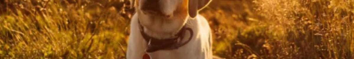 Prestige K9