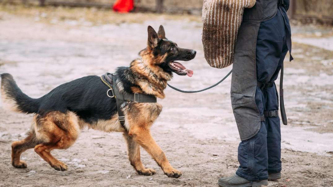 Family Protection Dogs for Sale | Prestige Protection Dogs