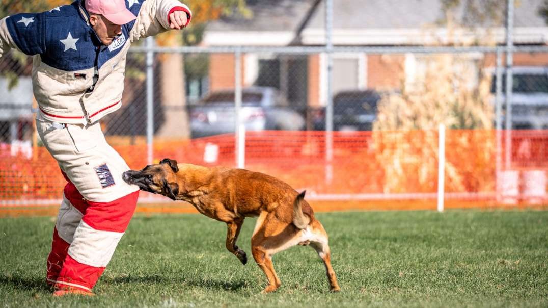 Executive Protection Dogs for Sale | Prestige Protection Dogs